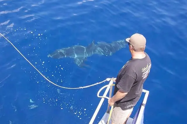 The Human-Shark Conflict in Cape Cod is Evolving Towards Co-Existence